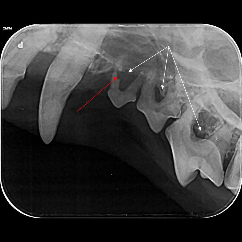 Pies. Zaawansowana choroba przyzębia, ubytek kości w obrębie zębów przedtrzonowych (znaczniki białe), złamanie korzenia (znacznik czerwony)